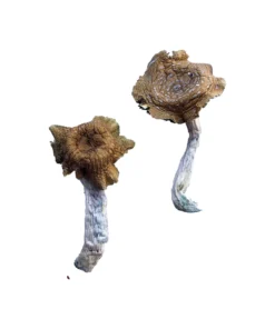 Florida White F+ Mushroom