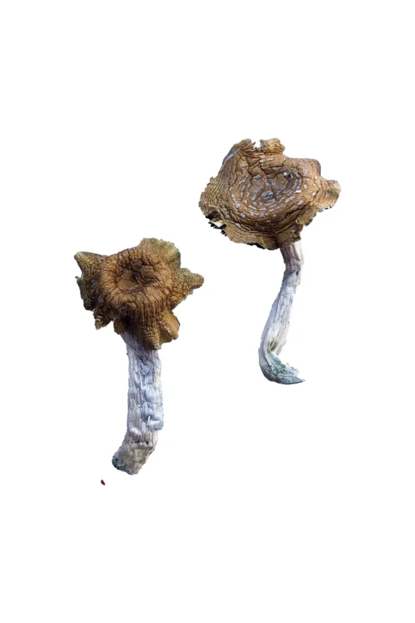 Florida White F+ Mushroom