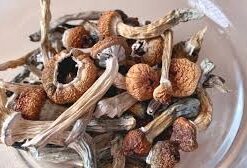 mushroom side effects long-term