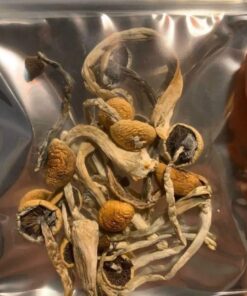 Mushroom Side Effects Long-Term